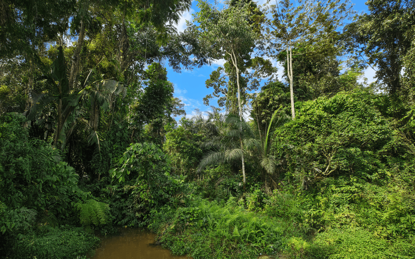 You see a little stream going through the native rather untouched green forest.